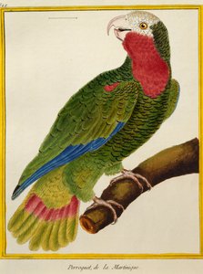 Kuşların Doğal Tarihinden Küba Papağanı (Amazona leucocephala), by Francois Nicolas Martinet