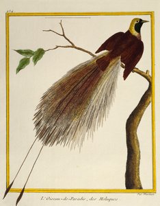 Kuşların Doğal Tarihinden Büyük Cennet Kuşu (Paradisaea apoda), by Francois Nicolas Martinet