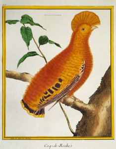Kuşların Doğal Tarihinden Guianan Kaya Horozu (Rupicola rupicola), by Francois Nicolas Martinet