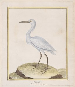 Ak balıkçıl, 1770-86. by Francois Nicolas Martinet