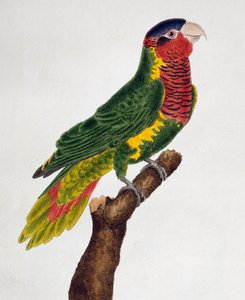 Kuşların Doğal Tarihinden Süslü Lorikeet (Trichoglossus ornatus), by Francois Nicolas Martinet