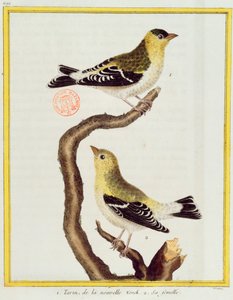 Siskin çifti, Georges de Buffon (1707-88) tarafından 1777