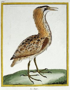 Bilim. zooloji. Acı. Francois Nicolas Martinet tarafından gravür: Kuşların Doğal Tarihi, Georges Louis Leclerc de Buffon, Fransa, c.1777 (renkli gravür) by Francois Nicolas Martinet