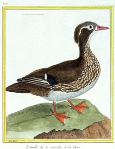 Bilim. zooloji. Çin Teal. Francois Nicolas Martinet tarafından gravür: Kuşların Doğal Tarihi, Georges Louis Leclerc de Buffon, Fransa, c.1777 (renkli gravür)