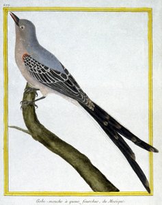 Bilim. zooloji. Meksika