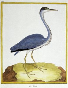 Bilim. zooloji. Balıkçıl. Francois Nicolas Martinet tarafından gravür: Kuşların Doğal Tarihi, Georges Louis Leclerc de Buffon, Fransa, c.1777 (renkli gravür)