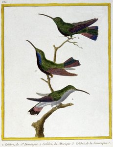 Bilim. zooloji. Santo Domingo, Meksika ve Jamaika