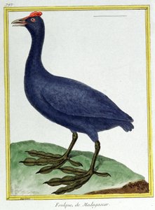 Bilim. zooloji. Kırmızı yumrulu yuh (Madagaskar