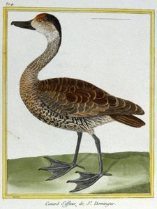 Bilim. zooloji. Santo Domingo'lu Wigeon. Francois Nicolas Martinet tarafından gravür: Kuşların Doğal Tarihi, Georges Louis Leclerc de Buffon, Fransa, c.1777 (renkli gravür) by Francois Nicolas Martinet