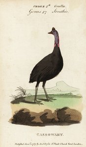 Güney cassowary, Casuarius casuarius by Francois Nicolas Martinet