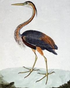 Mor Balıkçıl by Francois Nicolas Martinet
