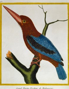 Kuşların Doğal Tarihinden Beyaz Boğazlı Yalıçapkını (Halcyon smyrnensis), by Francois Nicolas Martinet