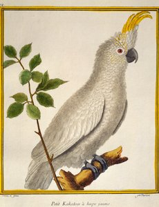 Kuşların Doğal Tarihinden Sarı Tepeli Kakadu (Cacatua sulphurea) by Francois Nicolas Martinet