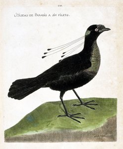 Zoolojik tahta (ornitoloji): cennet kuşunun altı ağı vardır (wahnes cenneti veya wahnesi patoria). Francois Nicolas Martinet (1731-1800) tarafından "Görünen ve Hassas Yönleriyle Boyanmış Kuşların Tarihi" adlı illüstrasyon. Özel koleksiyon. by Francois Nicolas Martinet