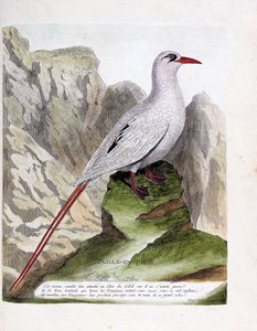 Zoolojik tahta (ornitoloji): kuyruk samanı (saman kuyruklu veya kırmızı şeritli fayton veya rubricauda). Francois Nicolas Martinet (1731-1800) tarafından "Görünen ve Hassas Yönleriyle Boyanmış Kuşların Tarihi" adlı illüstrasyon. Özel koleksiyon. by Francois Nicolas Martinet