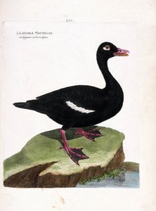 Zoolojik tahta (ornitoloji): çift scoter (kahverengi scoter veya melanitta fusca). Francois Nicolas Martinet (1731-1800) tarafından "Görünen ve Hassas Yönleriyle Boyanmış Kuşların Tarihi" adlı illüstrasyon. Özel koleksiyon. by Francois Nicolas Martinet