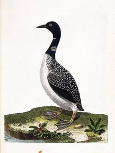 Zoolojik tahta (ornitoloji): büyük nokta dalışı (imstrand dalış veya gavia immer). Francois Nicolas Martinet (1731-1800) tarafından "Görünen ve Hassas Yönleriyle Boyanmış Kuşların Tarihi" adlı illüstrasyon. Özel koleksiyon. by Francois Nicolas Martinet