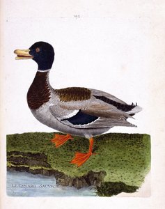 Zoolojik tahta (ornitoloji): yaban ördeği (yeşilbaş ördeği veya anas platyrhynchos). Francois Nicolas Martinet (1731-1800) tarafından "Görünen ve Hassas Yönleriyle Boyanmış Kuşların Tarihi" adlı illüstrasyon. Özel koleksiyon. by Francois Nicolas Martinet