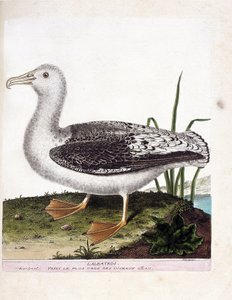 Zoolojik harita (ornitoloji): Albatros (uluyan albatros veya diomedea exulans). Francois Nicolas Martinet (1731-1800) tarafından "Görünen ve Hassas Yönleriyle Boyanmış Kuşların Tarihi" adlı illüstrasyon. Özel koleksiyon. by Francois Nicolas Martinet