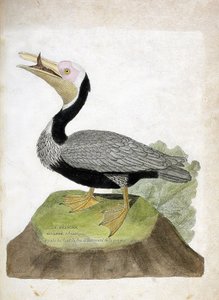 Zoolojik harita (ornitoloji): Amerikan bigarre pelikan (Pelican brown veya pelecanus occidentalis). Francois Nicolas Martinet (1731-1800) tarafından "Görünen ve Hassas Yönleriyle Boyanmış Kuşların Tarihi" adlı illüstrasyon. Özel koleksiyon. by Francois Nicolas Martinet