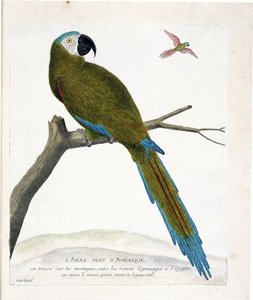 Zoolojik harita (ornitoloji): Bir dalda Amerikan yeşil aras (Ara vert veya ara severa). Francois Nicolas Martinet (1731-1800) tarafından "Görünen ve Hassas Yönleriyle Boyanmış Kuşların Tarihi" adlı illüstrasyon. Özel koleksiyon. by Francois Nicolas Martinet