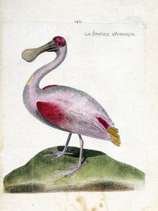 Zoolojik harita (ornitoloji): Amerikan spatulası (pembe spatula veya platalea ajaja). Francois Nicolas Martinet (1731-1800) tarafından "Görünen ve Hassas Yönleriyle Boyanmış Kuşların Tarihi" adlı illüstrasyon. Özel koleksiyon. by Francois Nicolas Martinet
