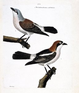 Zoolojik harita (ornitoloji): Altta: kızıl saçlı grieche veya grieche kızıl saçlı bir kafa (lanius senator) ve dişisi (grieche ecorcheur veya lanius collurio) üst dalda by Francois Nicolas Martinet