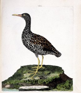 Zoolojik çizelge (ornitoloji): Caienne rale (leke rale veya pardirallus maculatus). Francois Nicolas Martinet (1731-1800) tarafından "Görünen ve Hassas Yönleriyle Boyanmış Kuşların Tarihi" adlı illüstrasyon. Özel koleksiyon. by Francois Nicolas Martinet