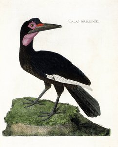Zoolojik harita (ornitoloji): Calao d