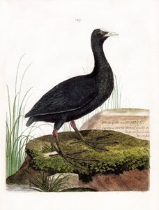 Zoolojik harita (ornitoloji): Coot veya Moselle (Macroule cot veya fulica atra). Francois Nicolas Martinet (1731-1800) tarafından "Görünen ve Hassas Yönleriyle Boyanmış Kuşların Tarihi" adlı illüstrasyon. Özel koleksiyon. by Francois Nicolas Martinet