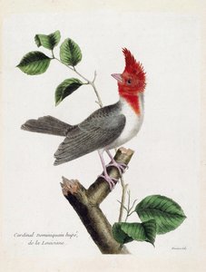 Zoolojik çizelge (ornitoloji): Bir dalda Dominik Kardinal Hupe (parare huppe veya paroaria coronata). Francois Nicolas Martinet (1731-1800) tarafından "Görünen ve Hassas Yönleriyle Boyanmış Kuşların Tarihi" adlı illüstrasyon. özel koleksiyon