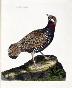 Zoolojik harita (ornitoloji): Francolin (francolin noir veya francolinus francolinus). Francois Nicolas Martinet (1731-1800) tarafından "Görünen ve Hassas Yönleriyle Boyanmış Kuşların Tarihi" adlı illüstrasyon. Özel koleksiyon. by Francois Nicolas Martinet