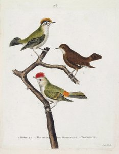 Zoolojik harita (ornitoloji). Yukarıdan aşağıya: roitelet (üçlü bandaj veya regulus ignicapilla), troglodyte (sevimli troglodyte veya troglodyte) ve bir daldaki hottentotların roiteleti (yakut taç). “Thei