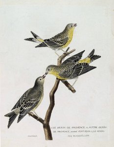 Zoolojik çizelge (ornitoloji): Yukarıdan aşağıya: bir dalda serin du Roussillon (serin Cini veya serinus serinus), serin de provence (venturon montagnard veya serinus citrinella) ve diğer serin de provence. “Kuşların Tarihi, P by Francois Nicolas Martinet