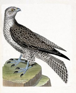 Zoolojik harita (ornitoloji): İzlanda gerfault (gerfaut falcon veya falco rusticolus). Francois Nicolas Martinet (1731-1800) tarafından "Görünen ve Hassas Yönleriyle Boyanmış Kuşların Tarihi" adlı illüstrasyon. Özel koleksiyon. by Francois Nicolas Martinet