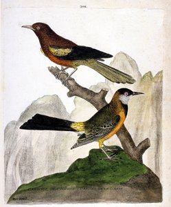 Zoolojik harita (ornitoloji): Ilinois Blackbird (Baltimore oriole veya icterius bonana) ve Guiana Blackbird (Martinique oriole veya icterius bonana) bir dalda. “Kuşların Görünüş ve Hassas Yönleriyle Boyanmış Tarihi” konulu illüstrasyon by Francois Nicolas Martinet