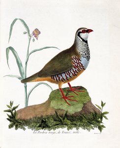 Zoolojik harita (ornitoloji): La keklik rouge de France, erkek (kırmızı keklik veya alectoris rufa). Francois Nicolas Martinet (1731-1800) tarafından "Görünen ve Hassas Yönleriyle Boyanmış Kuşların Tarihi" adlı illüstrasyon. Özel koleksiyon. by Francois Nicolas Martinet