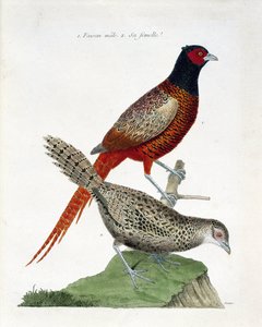 Zoolojik harita (ornitoloji): Erkek sülün ve dişi (kolşid sülün veya Phasianus colchicus). Francois Nicolas Martinet (1731-1800) tarafından "Görünen ve Hassas Yönleriyle Boyanmış Kuşların Tarihi" adlı illüstrasyon. Özel koleksiyon. by Francois Nicolas Martinet
