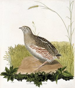 Zoolojik harita (ornitoloji): Erkek bıldırcın (ble bıldırcın veya coturnix coturnix). Francois Nicolas Martinet (1731-1800) tarafından "Görünen ve Hassas Yönleriyle Boyanmış Kuşların Tarihi" adlı illüstrasyon. Özel koleksiyon. by Francois Nicolas Martinet