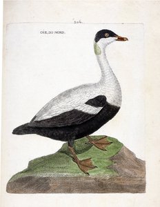 Zoolojik harita (ornitoloji): Kuzey kaz veya eider mal (Eider a yorgan veya somateria mollissima). Francois Nicolas Martinet (1731-1800) tarafından "Görünen ve Hassas Yönleriyle Boyanmış Kuşların Tarihi" adlı illüstrasyon. Özel koleksiyon. by Francois Nicolas Martinet