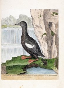 Zoolojik harita (ornitoloji): Çizgili Murrelet (Mirrelet veya Cepphus ızgarası). Francois Nicolas Martinet (1731-1800) tarafından "Görünen ve Hassas Yönleriyle Boyanmış Kuşların Tarihi" adlı illüstrasyon. Özel koleksiyon. by Francois Nicolas Martinet
