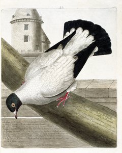 Zoolojik harita (ornitoloji): Savaş gemisi güvercini (columba livia). Francois Nicolas Martinet (1731-1800) tarafından "Görünen ve Hassas Yönleriyle Boyanmış Kuşların Tarihi" adlı illüstrasyon. Özel koleksiyon. by Francois Nicolas Martinet