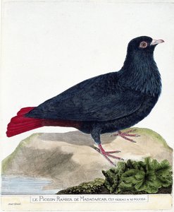 Zoolojik harita (ornitoloji): Madagaskar