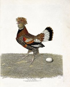 Zoolojik harita (ornitoloji): Tavuk (evcil tavuk veya gallus gallus) ve yumurtası. Francois Nicolas Martinet (1731-1800) tarafından "Görünen ve Hassas Yönleriyle Boyanmış Kuşların Tarihi" adlı illüstrasyon. Özel koleksiyon. by Francois Nicolas Martinet