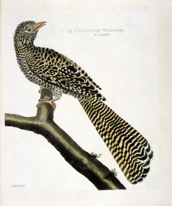 Zoolojik harita (ornitoloji): Mindanao guguk kuşu (koel guguk kuşu veya Eudynamys scolopacea) bir dalda. Francois Nicolas Martinet (1731-1800) tarafından "Görünen ve Hassas Yönleriyle Boyanmış Kuşların Tarihi" adlı illüstrasyon. özel koleksiyon by Francois Nicolas Martinet