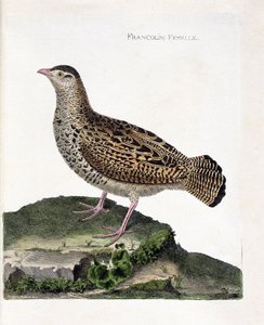 Zoolojik harita (ornitoloji): Dişi francolin (francolin noir veya francolinus francolinus). Francois Nicolas Martinet (1731-1800) tarafından "Görünen ve Hassas Yönleriyle Boyanmış Kuşların Tarihi" adlı illüstrasyon. Özel koleksiyon. by Francois Nicolas Martinet
