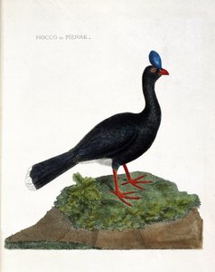 Zoolojik harita (ornitoloji): Hocco veya taş (Hocco a stone veya pauxi pauxi). Francois Nicolas Martinet (1731-1800) tarafından "Görünen ve Hassas Yönleriyle Boyanmış Kuşların Tarihi" adlı illüstrasyon. Özel koleksiyon. by Francois Nicolas Martinet