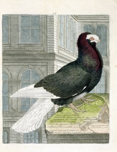 Zoolojik harita (ornitoloji): Nonan veya capuchone güvercini (cüce güvercin veya columba livia). Francois Nicolas Martinet (1731-1800) tarafından "Görünen ve Hassas Yönleriyle Boyanmış Kuşların Tarihi" adlı illüstrasyon. Özel koleksiyon. by Francois Nicolas Martinet