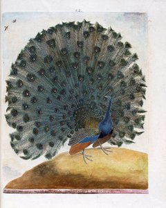 Zoolojik harita (ornitoloji): Tekerleği yapan tavus kuşu (mavi tavus kuşu veya Pavo cristatus). Francois Nicolas Martinet (1731-1800) tarafından "Görünen ve Hassas Yönleriyle Boyanmış Kuşların Tarihi" adlı illüstrasyon. Özel koleksiyon. by Francois Nicolas Martinet