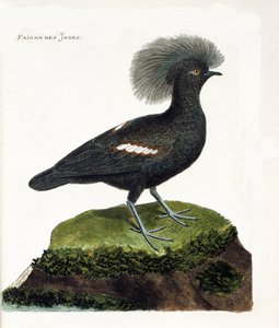Zoolojik harita (ornitoloji): Hindistan sülün (goura taç veya goura cristata). Francois Nicolas Martinet (1731-1800) tarafından "Görünen ve Hassas Yönleriyle Boyanmış Kuşların Tarihi" adlı illüstrasyon. Özel koleksiyon. by Francois Nicolas Martinet